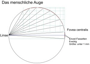 Fovea-centralis-300