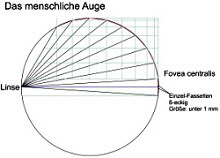 Fovea-centralis-250