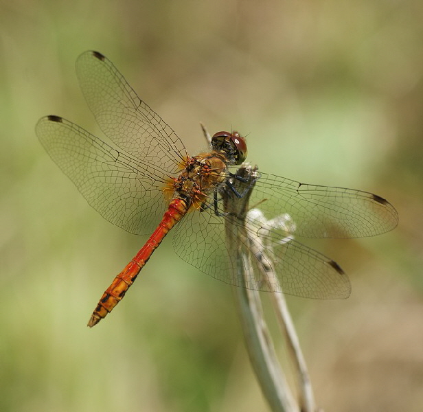 Blutrote_Heidelibelle-DSC00831[1]