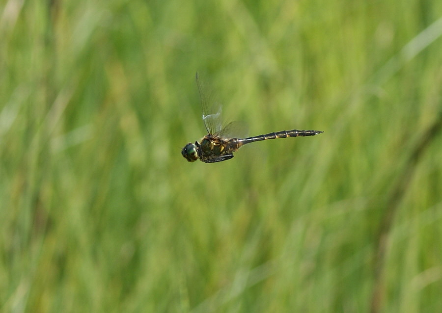 DSC08558 gefleckte