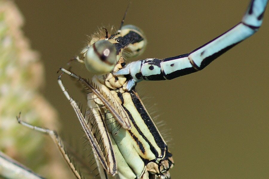 Federlibelle-Paarung-DSC00258