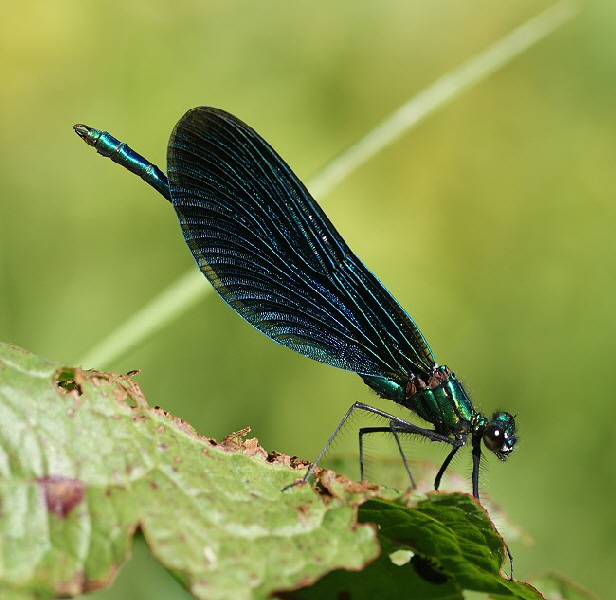 Prachtlibelle-blaufluegel-Sonnenseite-DSC07746[1]