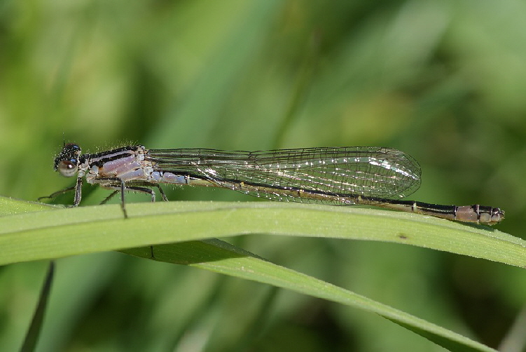Grosse-Pechlibelle-DSC02081