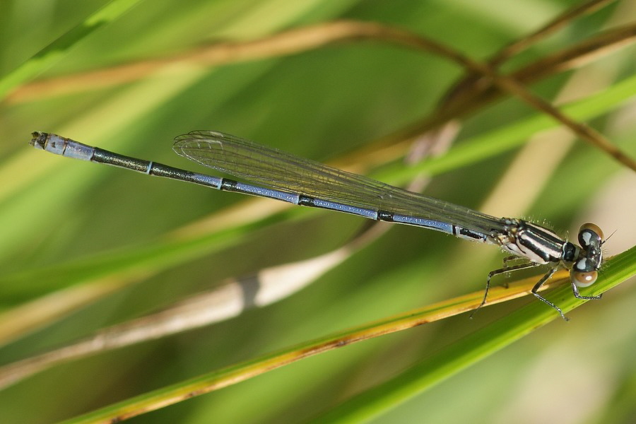 2 Hufeisen-Azur-Reichswald-30-06-09-M-DSC00503